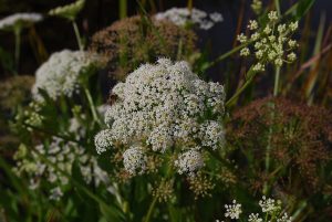 Picture of Flowering Greater Water Parsnip